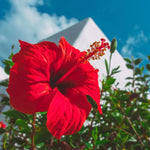 Red Hibiscus Plant for Outdoor Planting, Hardy Hibiscus Flowers Colorful Blooms, Hibiscus Plant for Grow, 5-7'' Tall