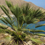 Palm Tree Live Plant, Fully Rooted in 3 Gallon Pot, Rare Tropical Plant Live for Indoor or Outdoor Growing, Fan