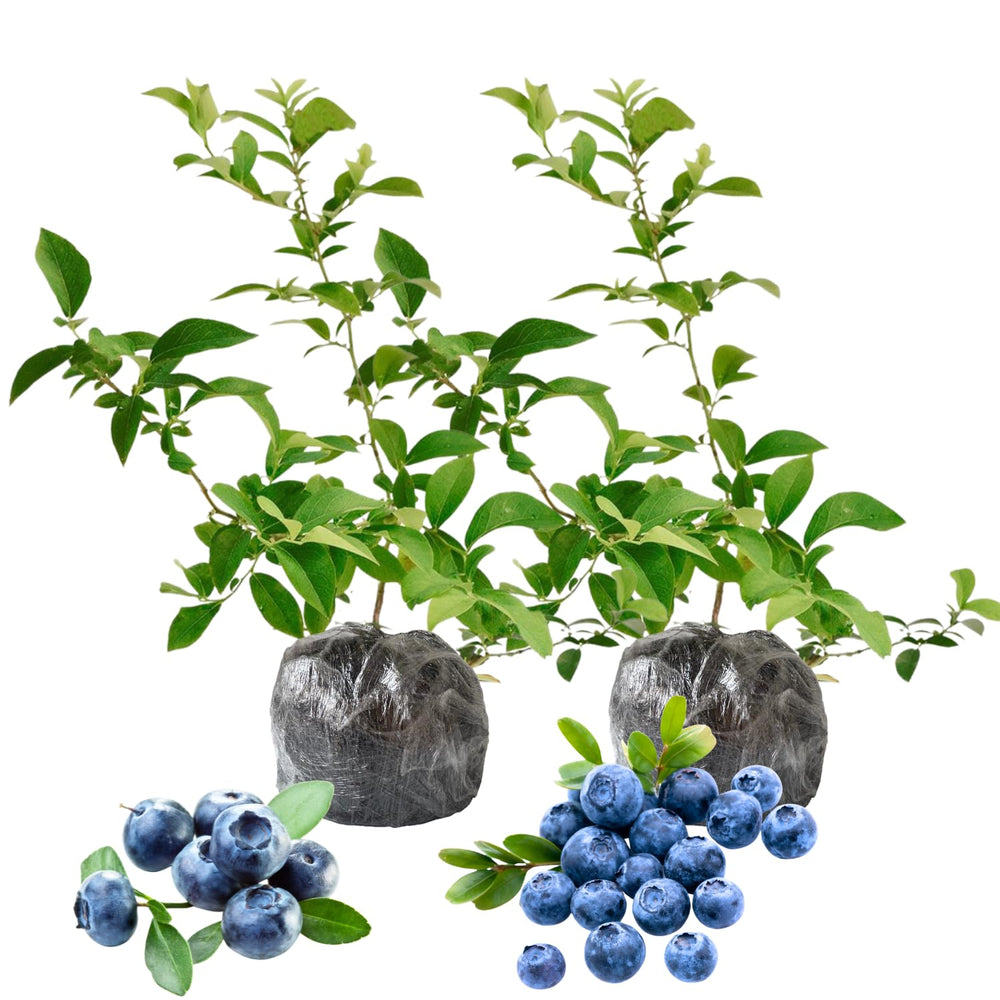 2 Blueberry Trees Live Plants 5 to 9 Inch Tall, Sweet Blueberry Bush Live Plant for Planting, Blueberry Fruit (Sunshine Blueberry)
