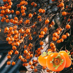 American Persimmon Trees Live Plants, High Yield Variety in Quart Pot Seedlings, 6 to 14 Inc Tall, Cold Hardy