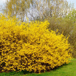 Lynwood Gold Forsythia Bush, Fragrant Forsythia Flower 6 to 12 Inch Tall in Pot, Yellow Forsythia Plant