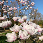 Set of 2 Magnolia Trees Live, 8-12 Inches Tall Cuttings Hardy Fragrant Flowering Magnolia Plants for Outdoor Garden (Saucer Magnolia)