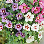 5 Mixed Althea Rose of Sharon Hibiscus Shrubs Live Seedlings, Bareroots 1 to 2 Feet Tall, Hardy Perennial Flowering Bushes for Garden