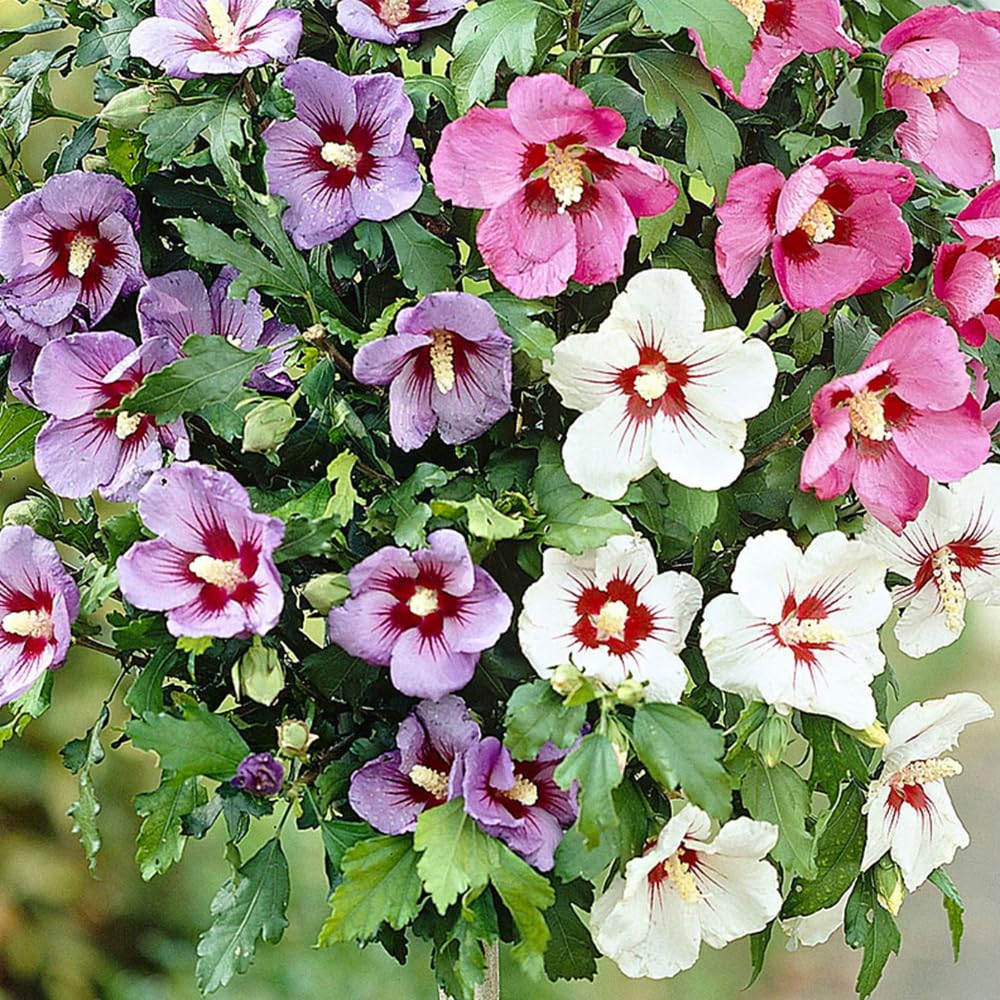 5 Mixed Althea Rose of Sharon Hibiscus Shrubs Live Seedlings, Bareroots 1 to 2 Feet Tall, Hardy Perennial Flowering Bushes for Garden