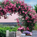 Fragrant Climbing Rose Live Plant, Well Rooted 5-9" Tall, No Leaf, Indoor Outdoor Climber, Rose Bush, Hybrid Tea Rose Like (Pink to Deep Pink)