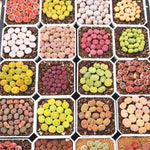 Multicolor Lithops Live Plants, Set 20 Lithops Succulents Plants Live, Mix Lithops Living Stones Rocks, Assorted Lithops Seedlings for Growing