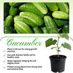 Marketmore Cucumber Live Vegetable Plant in Pot for Outdoor Gardens