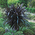 2 Fountain Grass Plants Live, 5-9 Inch Tall Ornamental Grass Live Plants for Landscaping and Garden Borders (Black Fountain Grass)