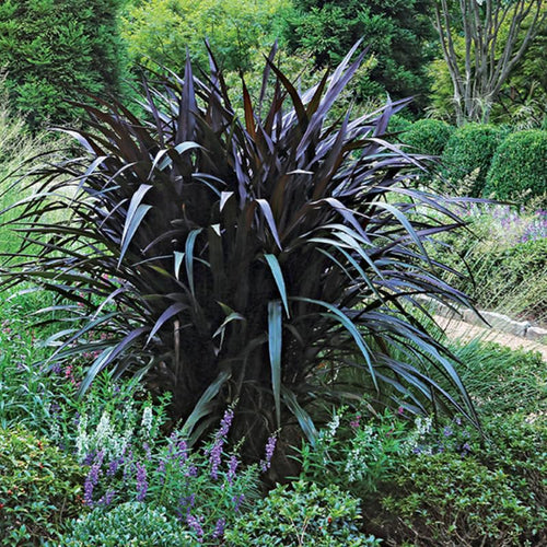 2 Fountain Grass Plants Live, 5-9 Inch Tall Ornamental Grass Live Plants for Landscaping and Garden Borders (Black Fountain Grass)