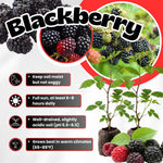 Pack 2 Thornless BlackBerry Plants Live to Grow 5 to 8 Inch Tall, Chester BlackBerry Bush Live Plant, Sweet Blackberries Fruit Tree Indoor Outdoor (Sweet Pie BlackBerry)