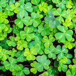 Green Oxalis Live Plant 5-10 Inches Tall, Low Light Tolerant Shamrock Foliage Plant for Garden and Container, Well Roooted Potted Plant