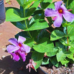 Mandevilla Live Plant, Purple Mandevilla Flower Plants, 10 to 12 Inches Tall, Live Mandevilla Plant Outdoors