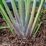 Combo 5 Big Lemon Grass Plants for Outside, Lemongrass Plants Live, No Pot, Well Rooted, Trim Back, Fresh Fragrant Lemon Grass Stalks Plants for Outside Live