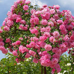 Pack 2 Mix Climbing Rose Live Plants Bushes Fragrant Well Rooted - No Leaf - Cut Back for Summer Planting (Assorted of Yellow, Pink, Red or White)