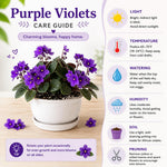 Purple African Violet Plant Live, 4 Inch Pot, Indoor Flowering Plant