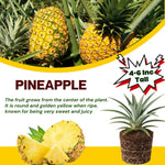 Gold Pineapple Plants Live, Fragrant Pineapple Tree, Edible and Fruit Bearing for Gardens and Patios, 4 to 6 Inches Height