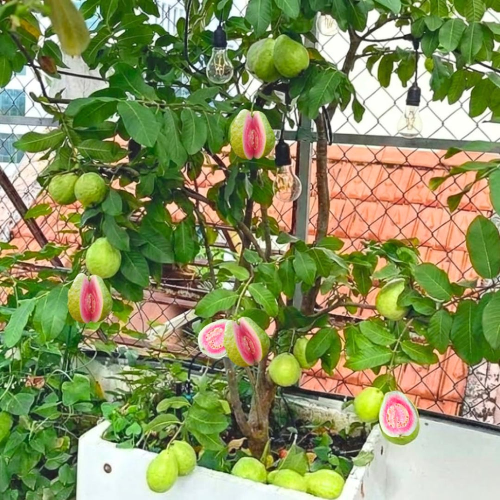 2 Live Pink Guava Trees Plants, 4-6" Seedling Tropical Fruit in Half Gallon Pot, Cold Hardy for Zones 9-11, No CA