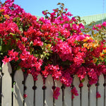 2 Bougainvillea Live Plants, Tropical Bougainvillea Flowering Vine, Fast Growing Outdoor and Container Plant, 4-8'' Tall (Vibrant Pink)