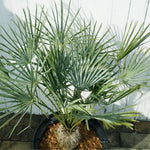 Live Palm Tree Plant in 3 Gallon Pot, No CA, Large Fully Rooted Size, Ready to Plant for Home Décor Indoor Outdoor Landscape, Rare Palm Trees, European Fan Palm