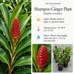 2 Awapuhi Shampoo Ginger Live Plants, Red Shampoo Ginger 4-7 Inch, Red Ginger Lily, Zingiber Zerumbet, Outdoor Growing, Ready to Grow