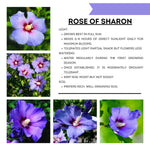 Althea Rose of Sharon Bush Live Plants in Pot, Hibiscus Plant Live, Fragrant Rose of Sharon Plant, from 6 to 13 Inch Tall (Purple)