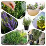 Set of 2 Live Rosemary Plants, Rosemary Herb in 4 Inch Pots for Indoor or Outdoor Growing