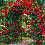 Roses Live Plant, Climbing Rose Plant Live from 5'' Tall, Bush Shrub Plants, Fragrant Flower Garden (Don Juan Red)