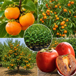 Persimmon Tree Plant Live, 1-2 Ft Tall