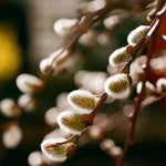 Set 2 Willow Plants Live Bare Root 1-2 Feet Tall, Dormant Willow Live Plants for Outdoor Garden Landscaping (Pussy Willow)