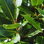 2 Bay Leaf Tree Plants Live, Laurus Nobilis Plant, Bay Laurel Sweet Bay Plants, 5 to 7 Inc