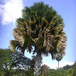 Palm Tree Plant, Live Tropical Palm Tree, Fully Rooted in 3 Gallon Pot, Ready for Outdoor Planting (Huge Green Leaves Palm)
