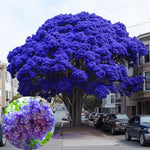 Purple Blue Jacaranda Tree Live Plant, Starter Size 6-12 Inc in Tall in 4" Pot, Vibrant Bloom, Royal Poinciana Flamboyant Like