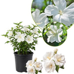 Althea Rose of Sharon Plant Live 6-13 Inc Tall, Hibiscus Syriacus Flowers Rose of Sharon Bush Shrub, in Pot (White)