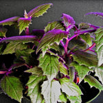 Purple Passion Plant Live House Plant, Purple Gynura Plant, 4 to 8 Inches Tall, No Pot, Vibrant Foliage, Ready for Indoor or Outdoor Growing