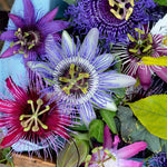 Pack 3 Mix Passion Flowers Plants, 3 to 6 Inch Tall Assorted Passion Vine Live Plant for Outdoor Indoor Garden, Perennial Coloful Passiflora Flowers Plant, No Pot