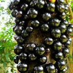 12" Black Jaboticaba Tree Plant Live, Jabuticaba Black Grape Fruit Plant, 1 Feet Tropical Plants Garden