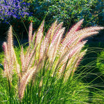 2 Fountain Grass Plants Live, 5-9 Inch Tall Ornamental Grass Live Plants for Landscaping and Garden Borders (Rose Fountain Grass)