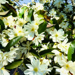 Magnolia Tree Live Plant 12 to 18 Inch Tall, Fragrant Magnolia Plant Live, Magnolia Bush Live Plant in Gallon Pot (White Magnolia)