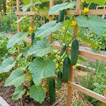 Cucumber Plants Live, 2 PPP Cucumber Vine Plants, 4-7 Inches Tall in 4" Pot