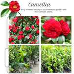 Red Camellia Live Plant, 10-12 Inch Tall Camellia Japonica in 4" Pot, Flowering Shrub for Indoor or Outdoor Planting