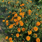3 Hardy Chrysanthemum Plants Live, Orange Mums Plants Live, 5 to 7 Inc Tall, Chrysanthemum Flowers Perennials Gardening Outdoor