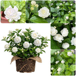 Duke Jasmine Live Plant – Climbing White Flower Vine, Fragrant Indoor & Outdoor 4-6” Tall Decorative Plant