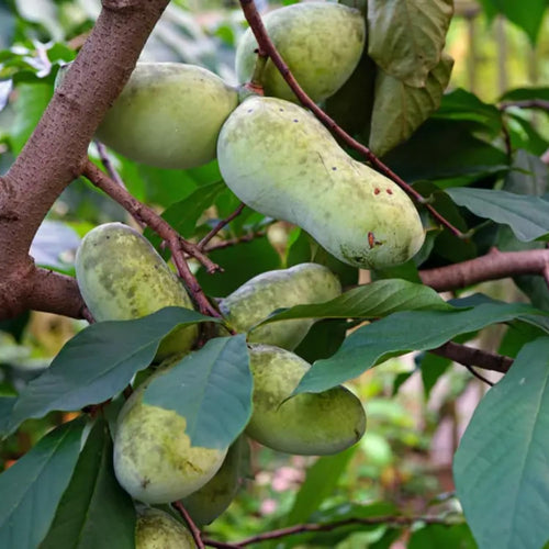 2 Paw Paw Tree Live Plant Seedlings, Pawpaw Tree Live Plant, 6Inc to 10Inc Tall Long, Hardy Pawpaw Plants