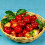 Barbados Cherry Tree Live Plant for Planting, 4-8 Inch Tall, Acerola Barbados Cherry Plant Live, No Pot