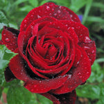 Fragrant Climbing Rose Live Plant, Well Rooted 5-9" Tall, No Leaf, Indoor Outdoor Climber, Rose Bush, Hybrid Tea Rose Like (Don Juan)