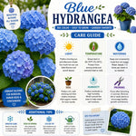 Blue Hydrangea Bush Live Plant, Hardy Flower Shrub, 1-1.5 Ft Tall