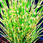 2 Zebra Grass Plants Live for Spring Planting, Size 5-9" in Tall, Oranamental Grass for Outdoor Indoor
