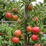 Honey Crisp Apple Tree Plant Live, Cold Hardy Apple Plant, 2-3 Ft Tall