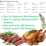 2 Upright Rosemary Plants Live Size 5-9" Fast Growing, Fragrant Rosemary Live Plant Herb Plant for Indoor, Outdoor Garden