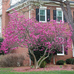 Magnolia Tree Live Plant 12 to 18 Inch Tall, Fragrant Magnolia Plant Live, Magnolia Bush Live Plant in Gallon Pot (Jane Magnolia)